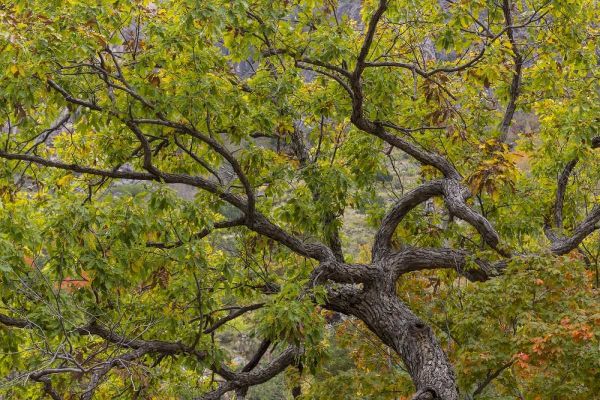 Texas, Guadalupe Mountains NP Scenic of oak tree